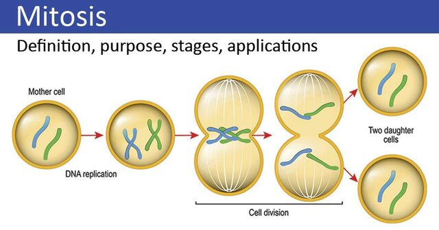 fleming introduced the term mitosis