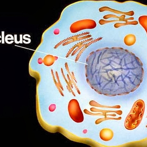 The Nucleus was recognized