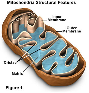 mitochondria was found