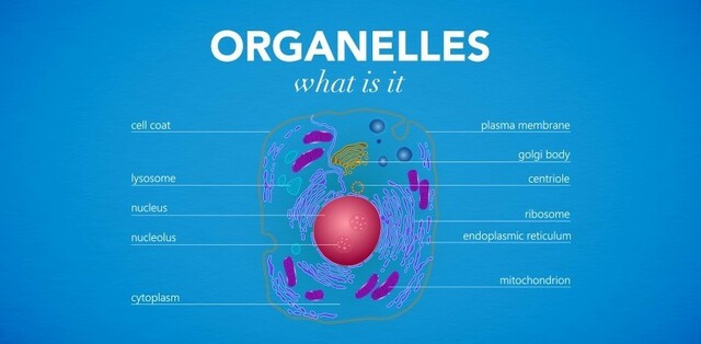 organelles were identified