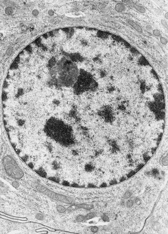 Nucleus discovery in epithelial cells