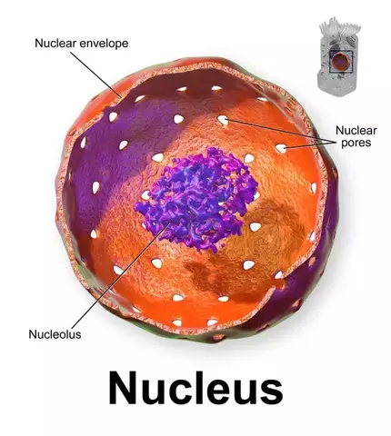 The term nucleus being introduced