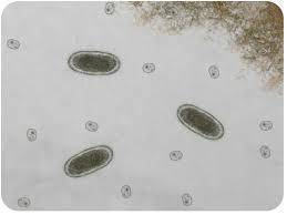 The First Foundational Belief About Cells