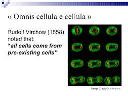 Omnis cellula e cellula