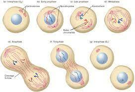 Scientist Establish cells come from pre-existing cells