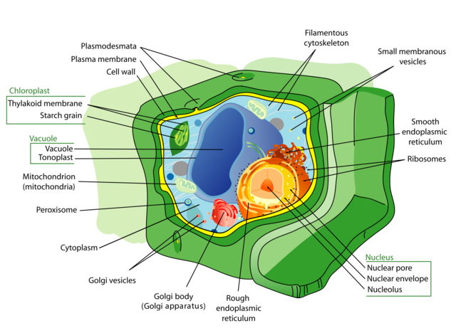 Every structural element of plants is composed of cells