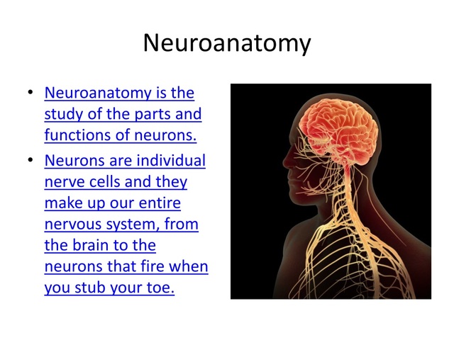 The most important breakthrough in neurocytology and neuroanatomy