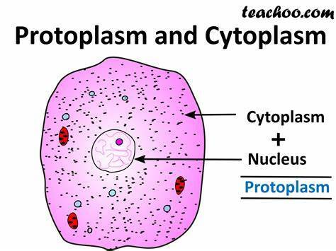 The protoplasm was not the only structure to have a heterogeneous appearance.