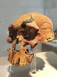 El paleolitico inferior (2.5 millones - 100.000 a.C.