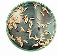 Maggots and other Organisms