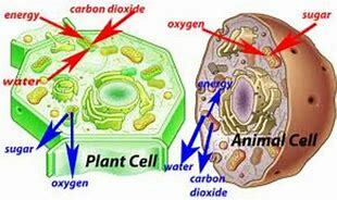 Living Organism Living Component