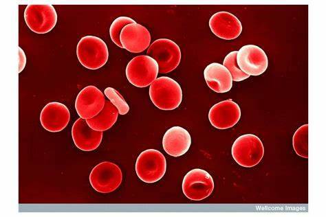 red blood cells