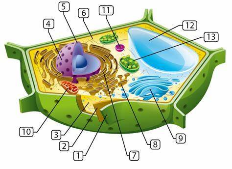 plant cells