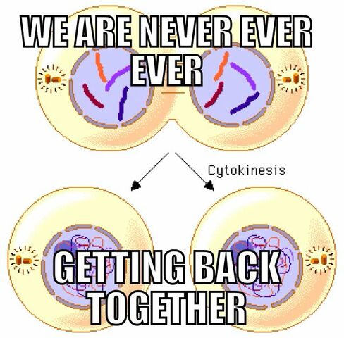 Mitosis