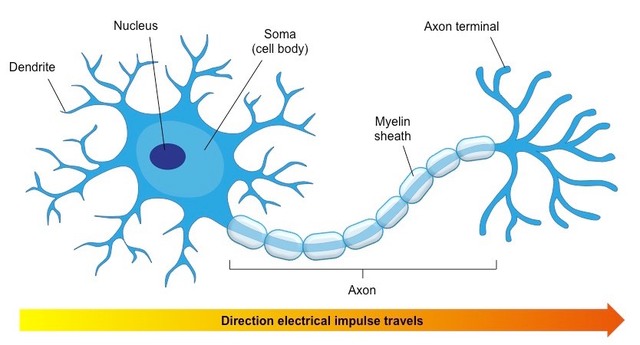 neuron theory
