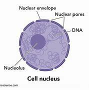Nucleus Discovery