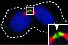 Cells formed through Scission