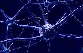 Nerve cells forming independent units
