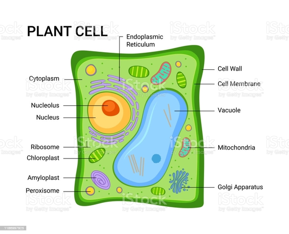 CONCLUSION THAT PLANTS WERE MADE OF CELLS