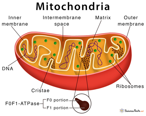 THE DISCOVER OF MITOCHONDRIA