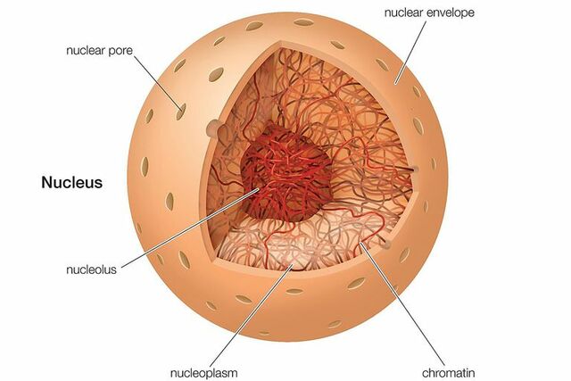 Robert Brown recognize cells have nucleus