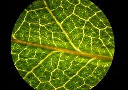 Matthias Jakob Schleiden suggested that every structure element of plants is composed of cells