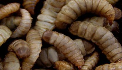 Athanasius Kircher showed