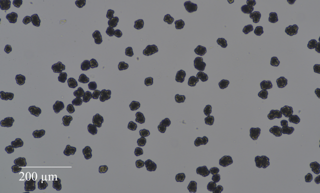 particles were living organisms letter