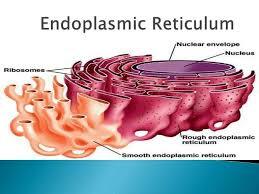 Ergastoplasm (Endoplasmic Reticulum)