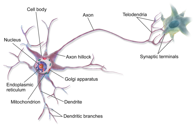 Waldeyer introduces the term "neuron"