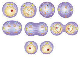 Walther Flemming  introduced the term ‘‘mitosis’’