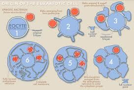 evoltuion of cells