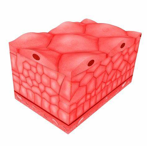 cell theory was officially formulated