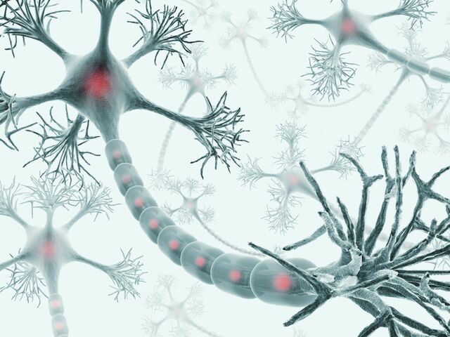 neuron theory