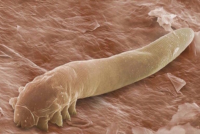 Priest Athanasius Kircher Observation