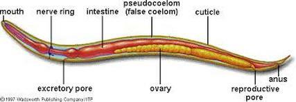 The Jesuit priest Athanasius Kircher