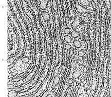 ‘‘Ergastoplasm’’