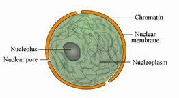Scottish botanist Robert Brown