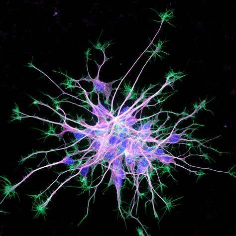 Waldeyer Introduces Term "Neuron"