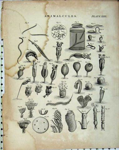 Leeuwenhoek Letter to the Royal Society