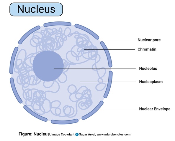 Nucleus is Glimpsed