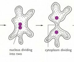 Cells Come From Pre-Existing Cells Only