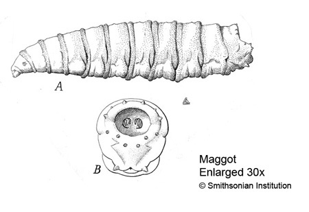 Maggots and other creatures developed in decaying tissue