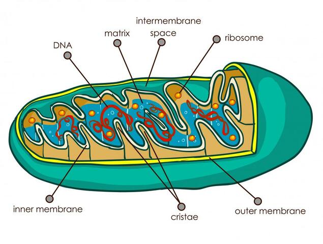 Mitochondria Are Observed