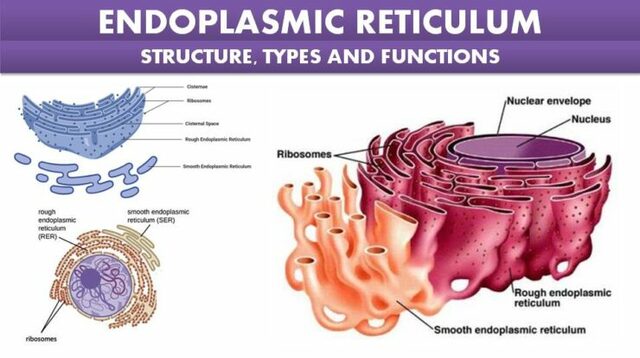 The term ‘‘ergastoplasm’’ (endoplasmic reticulum) was introduced