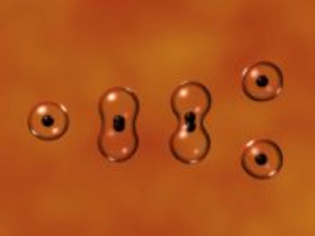 Cells come from cells