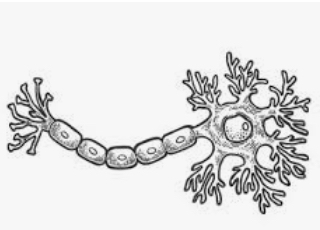 Waldeyer introduced the term "neurons"