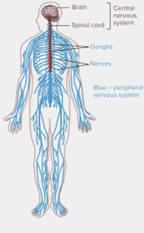 Golgi developed the "Black Reaction"