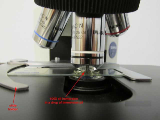 Oil immersion lens