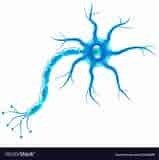 Nerve-Cell Body Idea